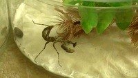 Parasphendale affinis Он и Таракан