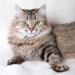 Сония Ласковый ЗверьСибирская кошка