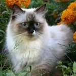 Глория Синеглазый АнгелНевская маскарадная кошка