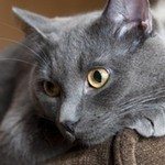 МуркаШартрез (Картезианская кошка)