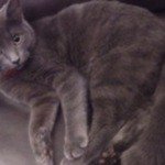 CleoШартрез (Картезианская кошка)