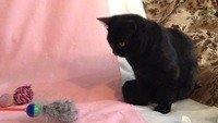 Шикарные шотландские черные котята подрощенные