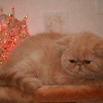 Guchi Capriz-tati ПамятьЭкзотическая короткошерстная кошка