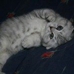 КристалШотландская вислоухая кошка (Скотиш фолд)