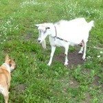 Лина и коза (взрослая)!