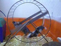 Мыши в колесе