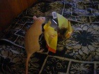 угощение крысы