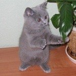 зинаБританская короткошерстная кошка