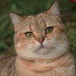 ЗлатаБританская короткошерстная кошка