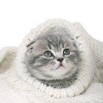 Шотландский вислоухий котёнок-кот