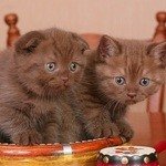 Фото этих прелестных котят сделала Лариса Курсина https://www.pitomec.ru/klariscats