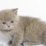 Shevalie laoni - скоттиш страйт  котик, окрас лиловый