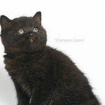 Shanson Laoni - скоттиш страйт котик, окрас черный