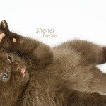 Shanel Laoni - скоттиш фолд - шоколадный окрас 