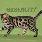 Greencity VilforБенгальская кошка
