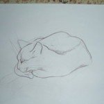 зарисовка спящей кошки.