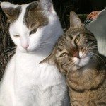 кот Ури и кошка Люська