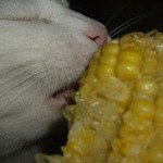 Запах нежной кукурузы