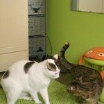 Кот Ури и Люська ссорятся