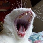 Кот Ури поёт от души !!!