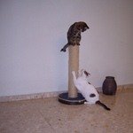 Кошка Люська и кот Ури