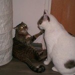 Кот Ури и кошка Люська