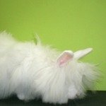 Ангорский кролик - Шмулик до стрижки