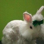 Ангорский кролик после стрижки - Шмулик