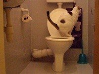 Кот Ури в туалете....