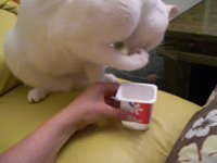 Кот Ури кушает лапкой