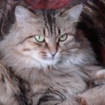 Алиса19.10.2000-26.06.2012Сибирская кошка