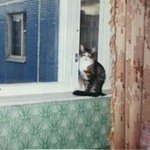 Пушина 23.04.1994-07.11.2000Сибирская кошка