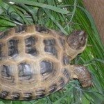 КерюшаСреднеазиатская черепаха