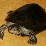 ЧерепокБахромчатая черепаха