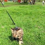 курильский бобтейл кошка Sharp Claws Jellico 2 года