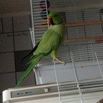 РичиОжереловый попугай