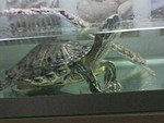ГертрудаКрасноухая черепаха
