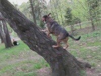 А говорят, что собаки не залезают на деревья...