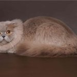 OnikaШотландская длинношерстная вислоухая кошка (Хайленд фолд)