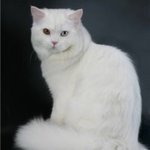 White as SnowШотландская длинношерстная кошка (Хайленд-страйт)