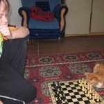 шахматы с котом