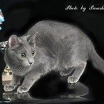 Арина Ясно СолнышкоРусская голубая кошка