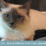 Анна Мелиссия Сен-ДжеймсБирманская кошка