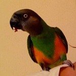 ЖоржикБлагородный попугай