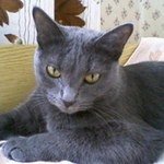 СоняШартрез (Картезианская кошка)