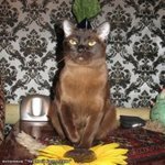 Ванесса Смайл ФоксБурманская кошка (Бурма)