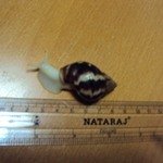 ЧериАхатина (Achatina albopicta)