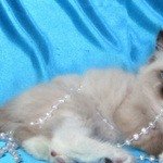 Невские маскарадные голубоглазые котята питомника Жемчуг Невы