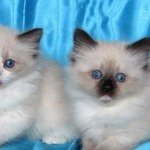 Всех любителей сибирских невских маскарадных кошек приглашаем в гости на наш сайт! 