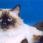 Всех любителей сибирских невских маскарадных кошек приглашаем в гости на наш сайт! 